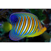 Regal Angelfish (Pygoplites Diacanthus) Yellow belly