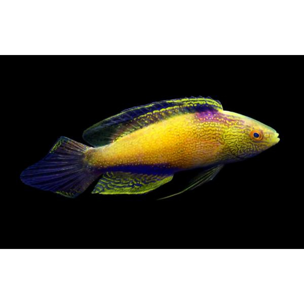 Rhomboid Golden Fairy Wrasse (Cirrhilabrus Rhomboidalis) Super Male