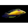 Rhomboid Golden Fairy Wrasse (Cirrhilabrus Rhomboidalis) Male