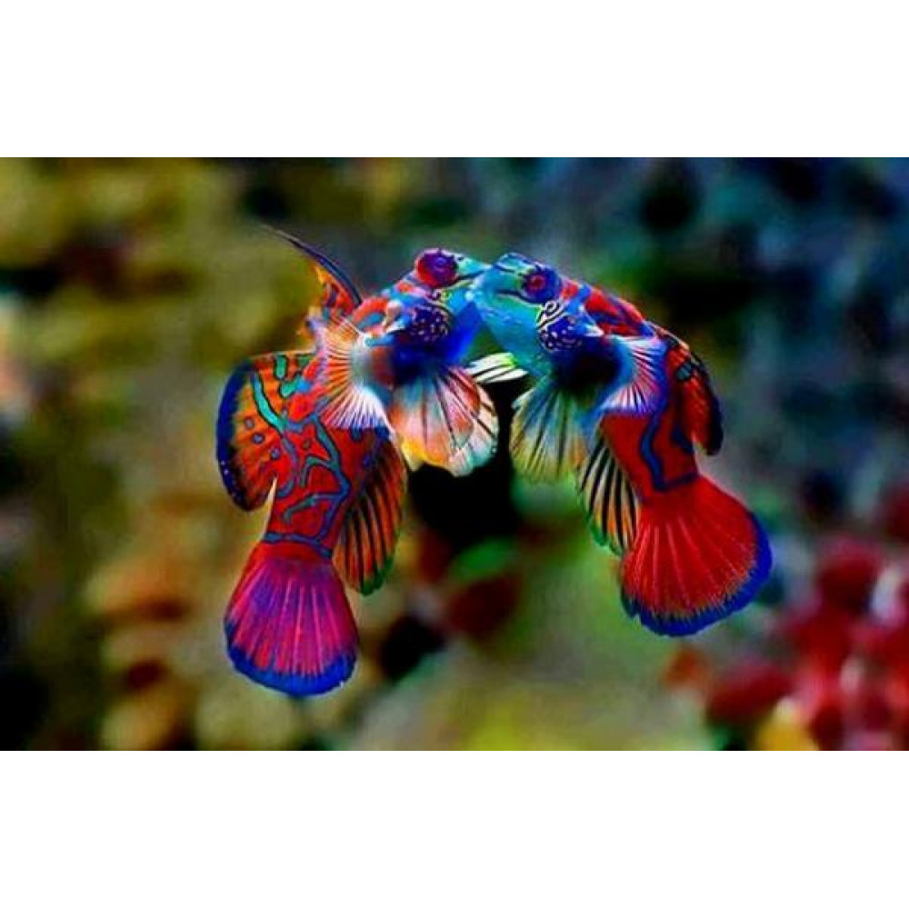Mandarinfish (Synchiropus Splendidus) 
