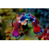 Mandarinfish (Synchiropus Splendidus)