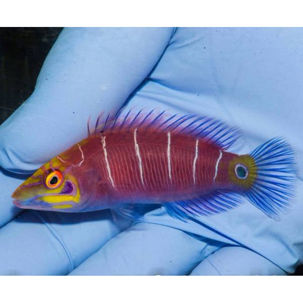 Mystery Wrasse (Pseudocheilinus Ocellatus)