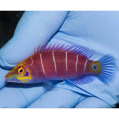 Mystery Wrasse (Pseudocheilinus Ocellatus)
