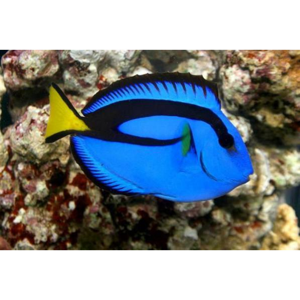 Blue Tang (Paracanthurus Hepatus)