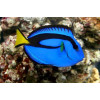Blue Tang (Paracanthurus Hepatus)