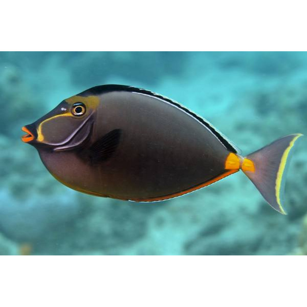 Naso Tang (Naso Lituratus) 
