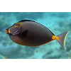 Naso Tang (Naso Lituratus)