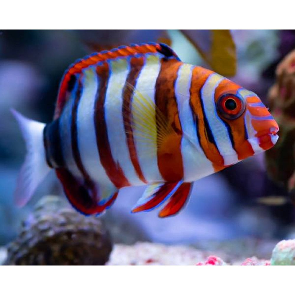 Harlequin Tuskfish (Choerodon Fasciatus)