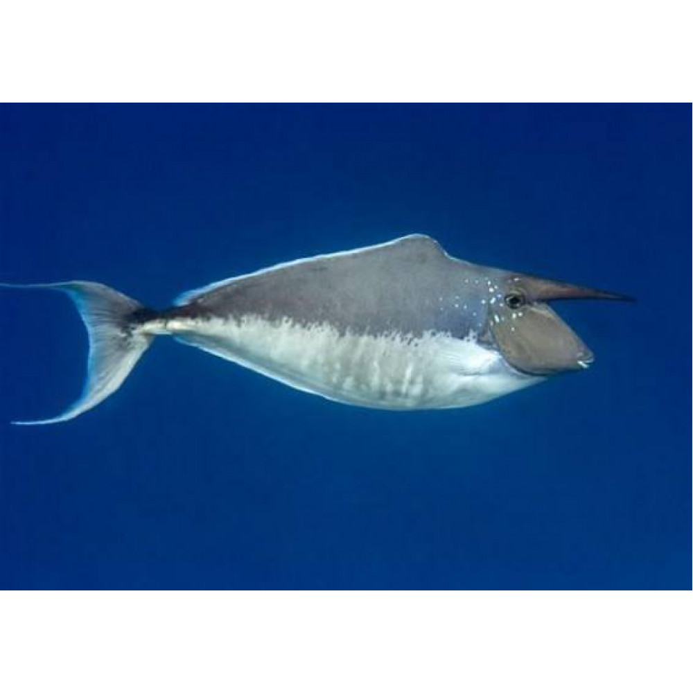 Humpback Unicornfish (Naso Brachycentron)