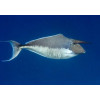 Humpback Unicornfish (Naso Brachycentron)