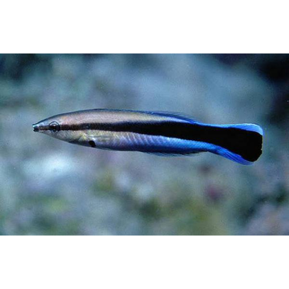 Bluestreak Cleaner Wrasse (Labroides Dimidiatus)