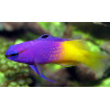 Royal Gramma Basslet (Gramma Loreto)