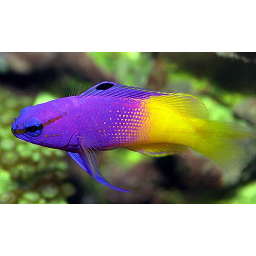 Royal Gramma Basslet (Gramma Loreto)