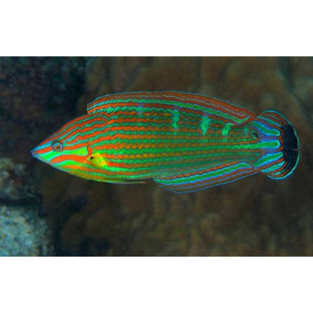 Melanurus Wrasse (Halichoeres Melanurus)