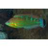 Melanurus Wrasse (Halichoeres Melanurus)