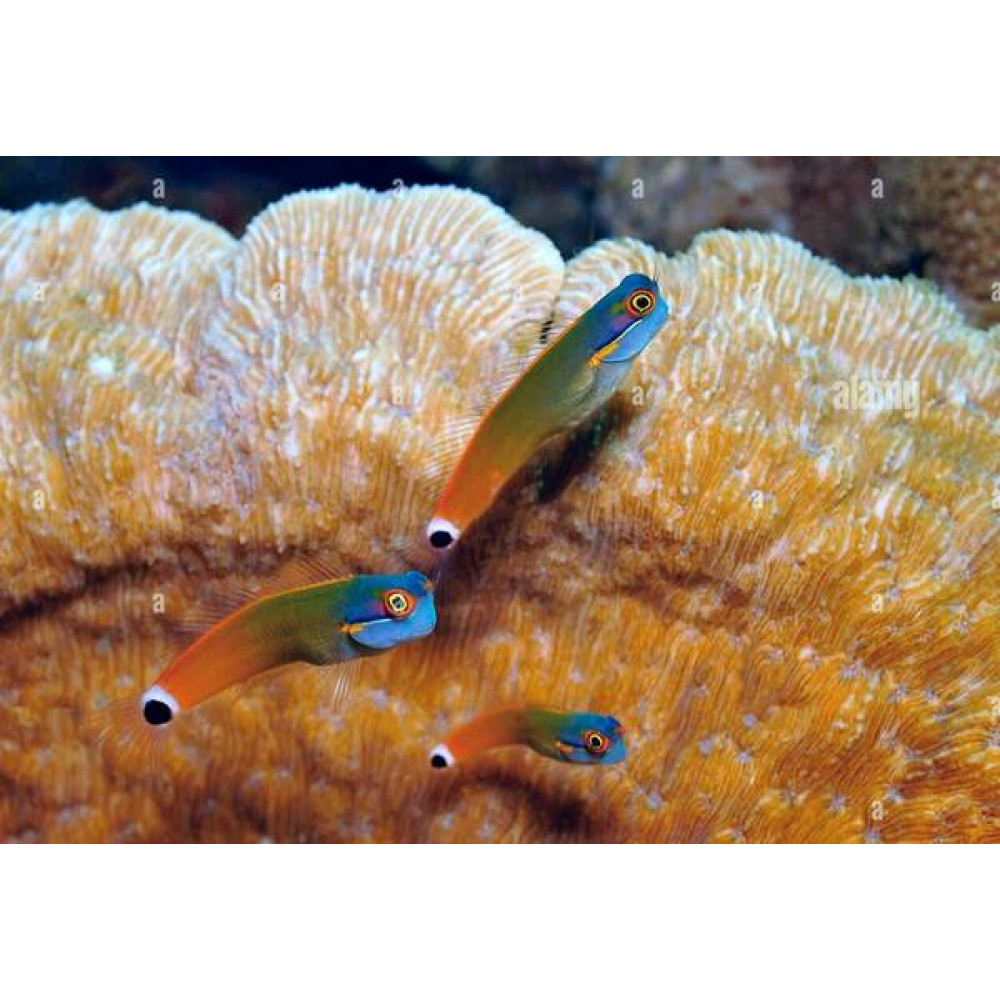 Tail Spot Blenny (Ecsenius Stigmatura)