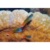 Tail Spot Blenny (Ecsenius Stigmatura)