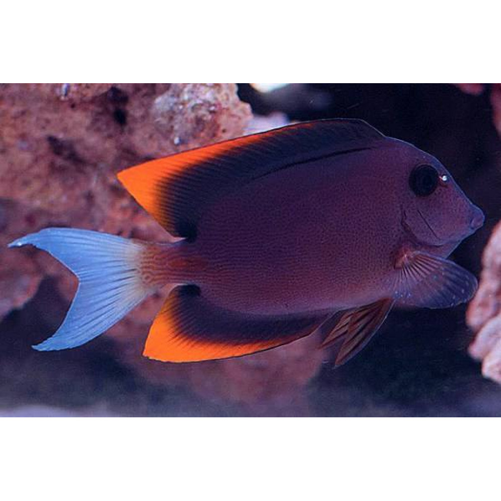 Bristletooth Tomini Tang (Ctenochaetus Tominiensis)