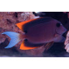 Bristletooth Tomini Tang (Ctenochaetus Tominiensis)