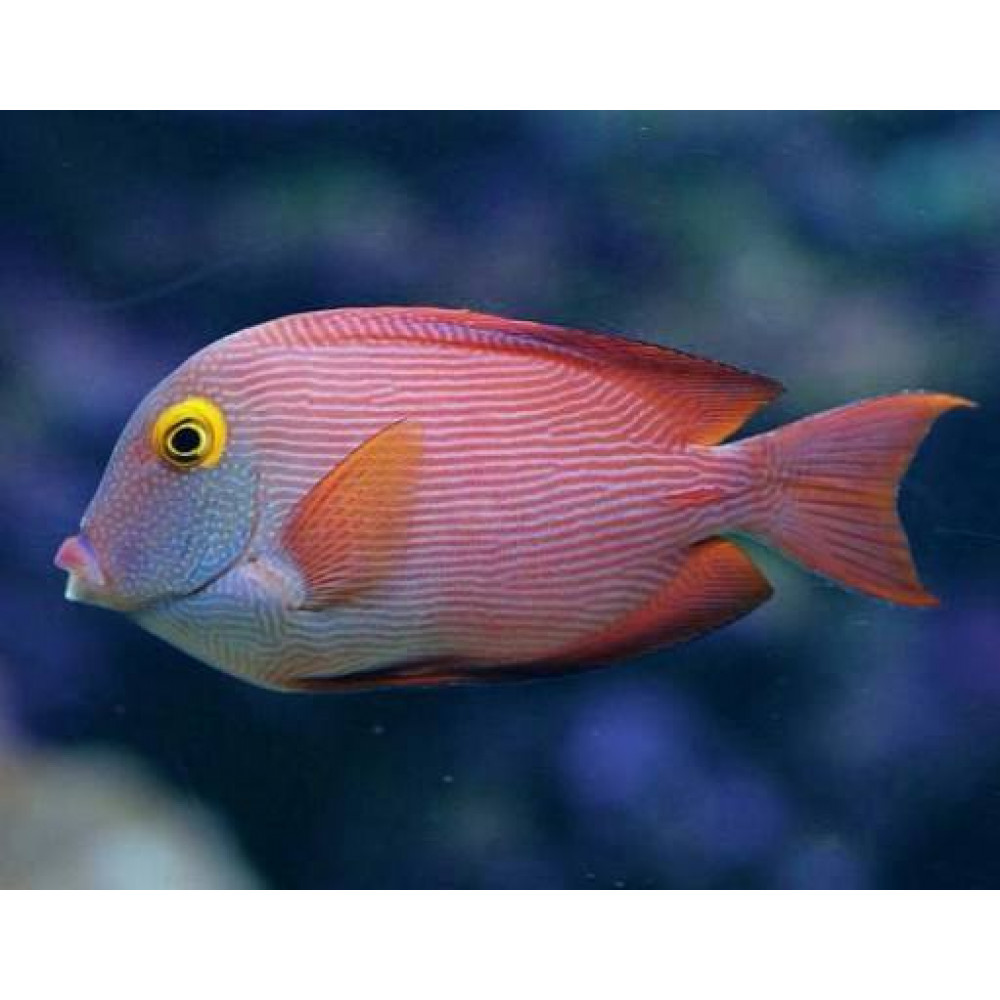 Kole Tang (Ctenochaetus Strigosus)