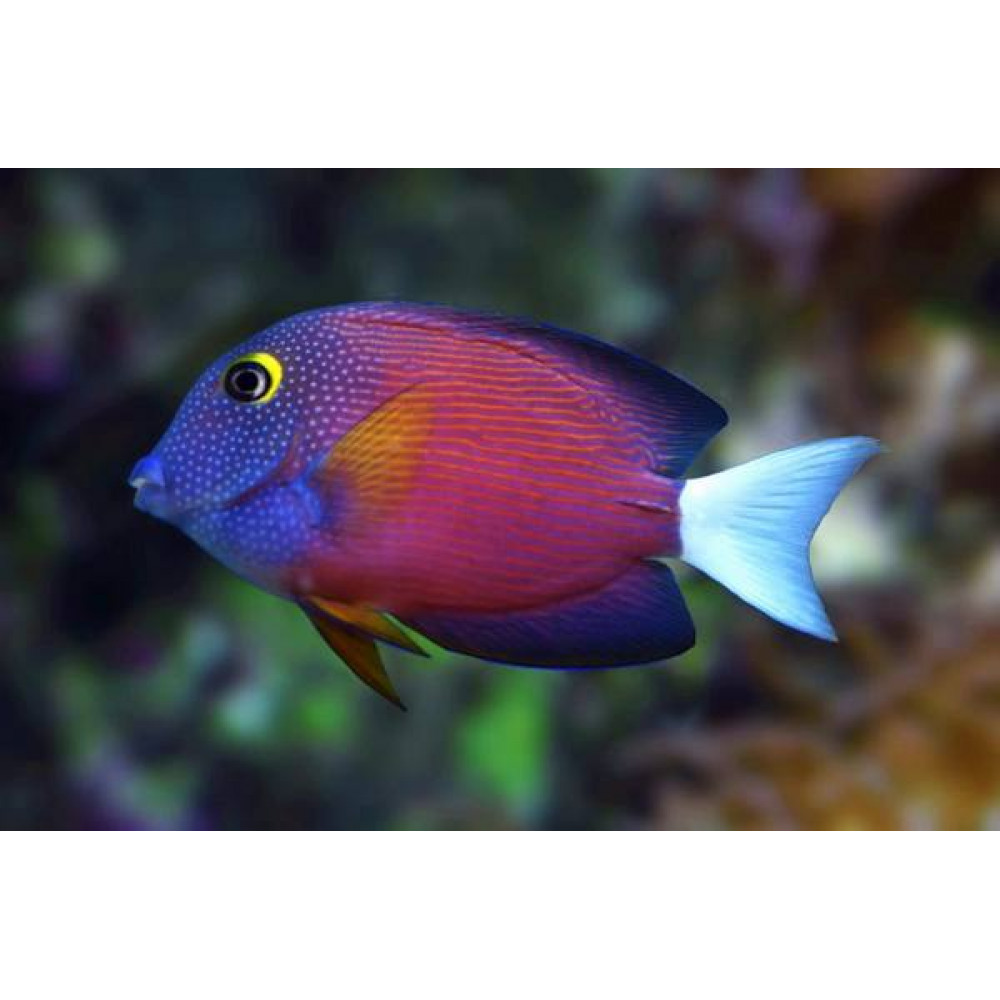 White Tail Bristletooth Tang (Ctenochaetus Flavicauda)