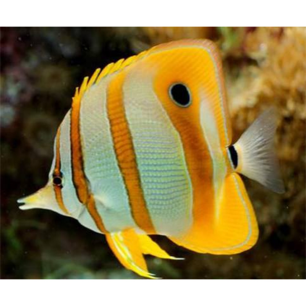 Copperband Butterflyfish (Chelmon Rostratus)