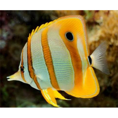 Copperband Butterflyfish (Chelmon Rostratus)