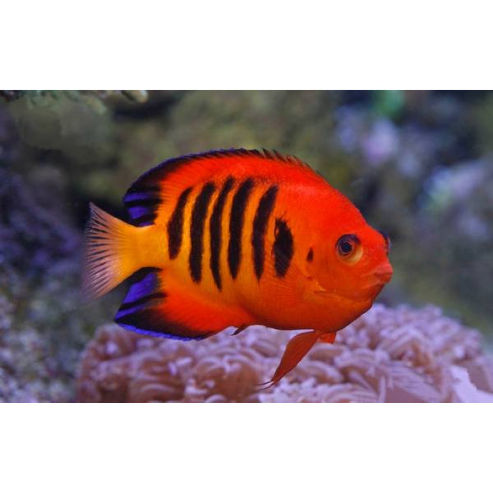 Flame Angelfish (Centropyge Loricula)