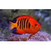 Flame Angelfish (Centropyge Loricula)