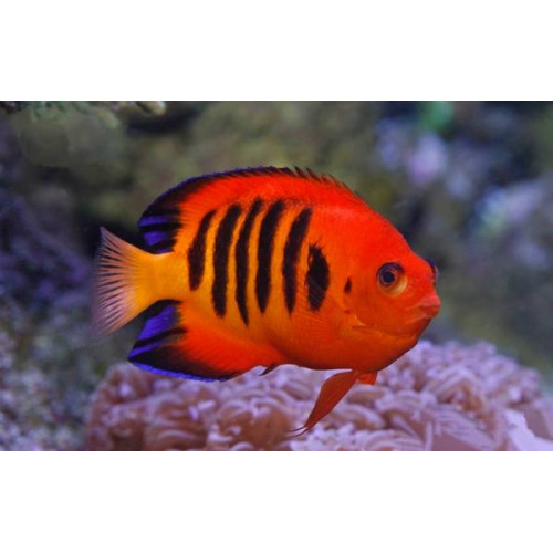 Flame Angelfish (Centropyge Loricula)