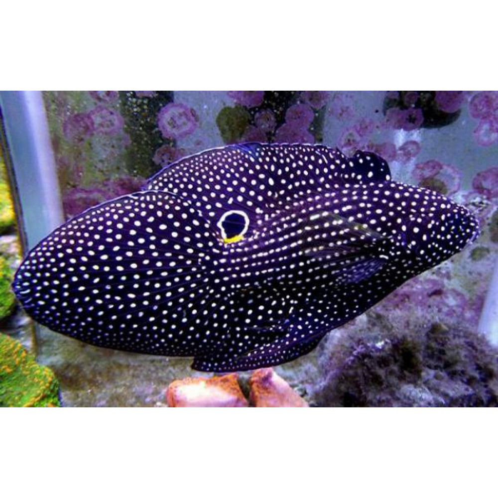 Marine Betta (Calloplesiops Altivelis)