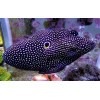 Marine Betta (Calloplesiops Altivelis)