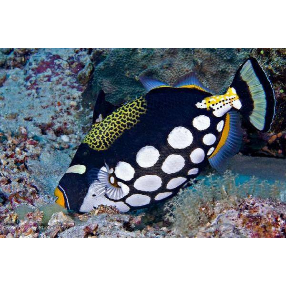 Clown Triggerfish (Balistoides Conspicillum)