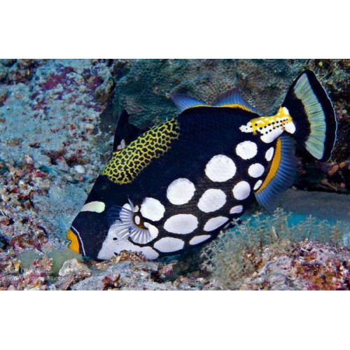 Clown Triggerfish (Balistoides Conspicillum)
