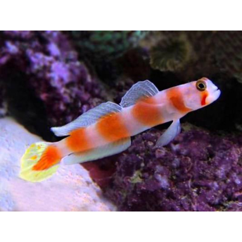 Aurora Goby (Amblyeleotris Aurora)