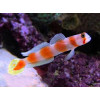 Aurora Goby (Amblyeleotris Aurora)