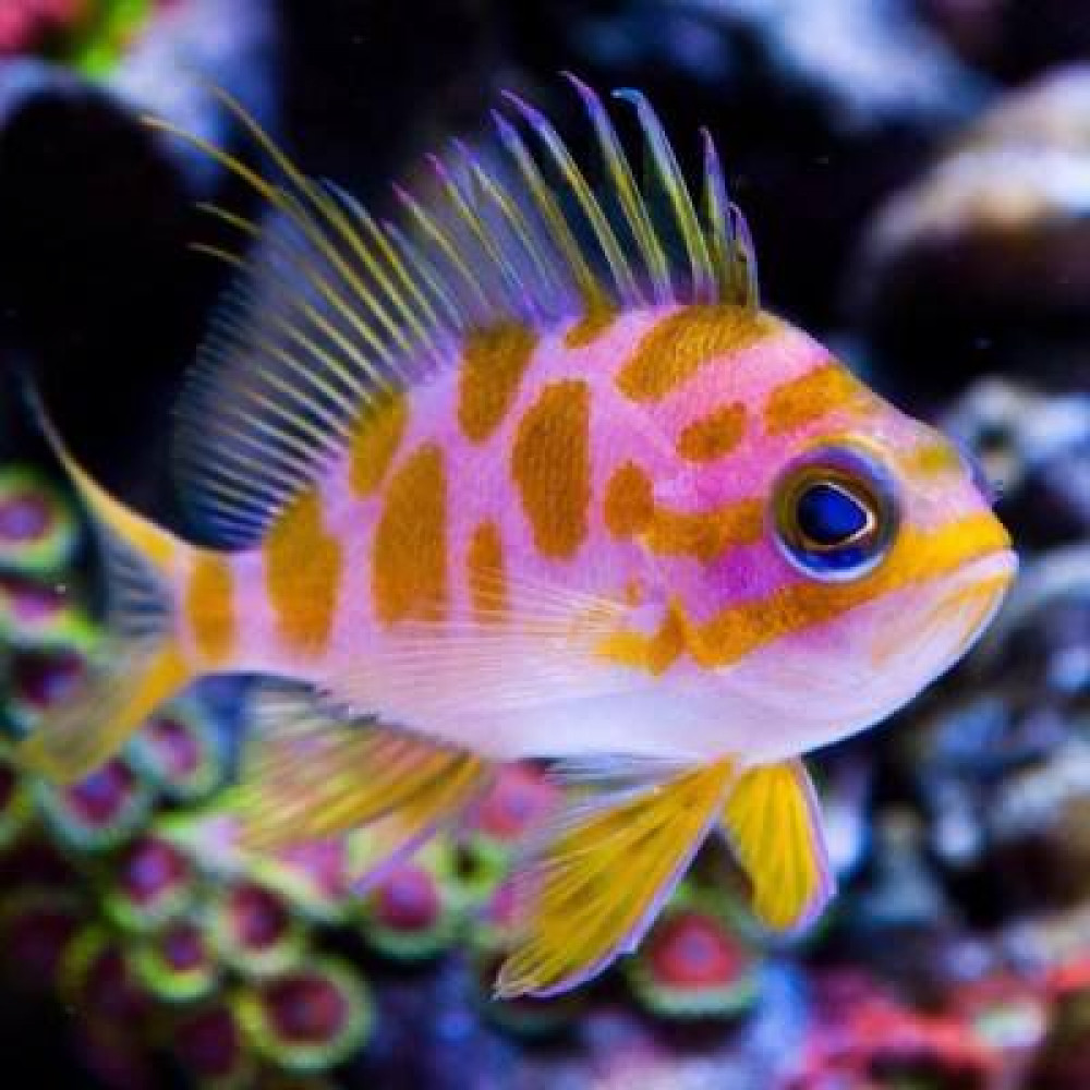 Borbonius Anthias (Odontanthias Borbonius)