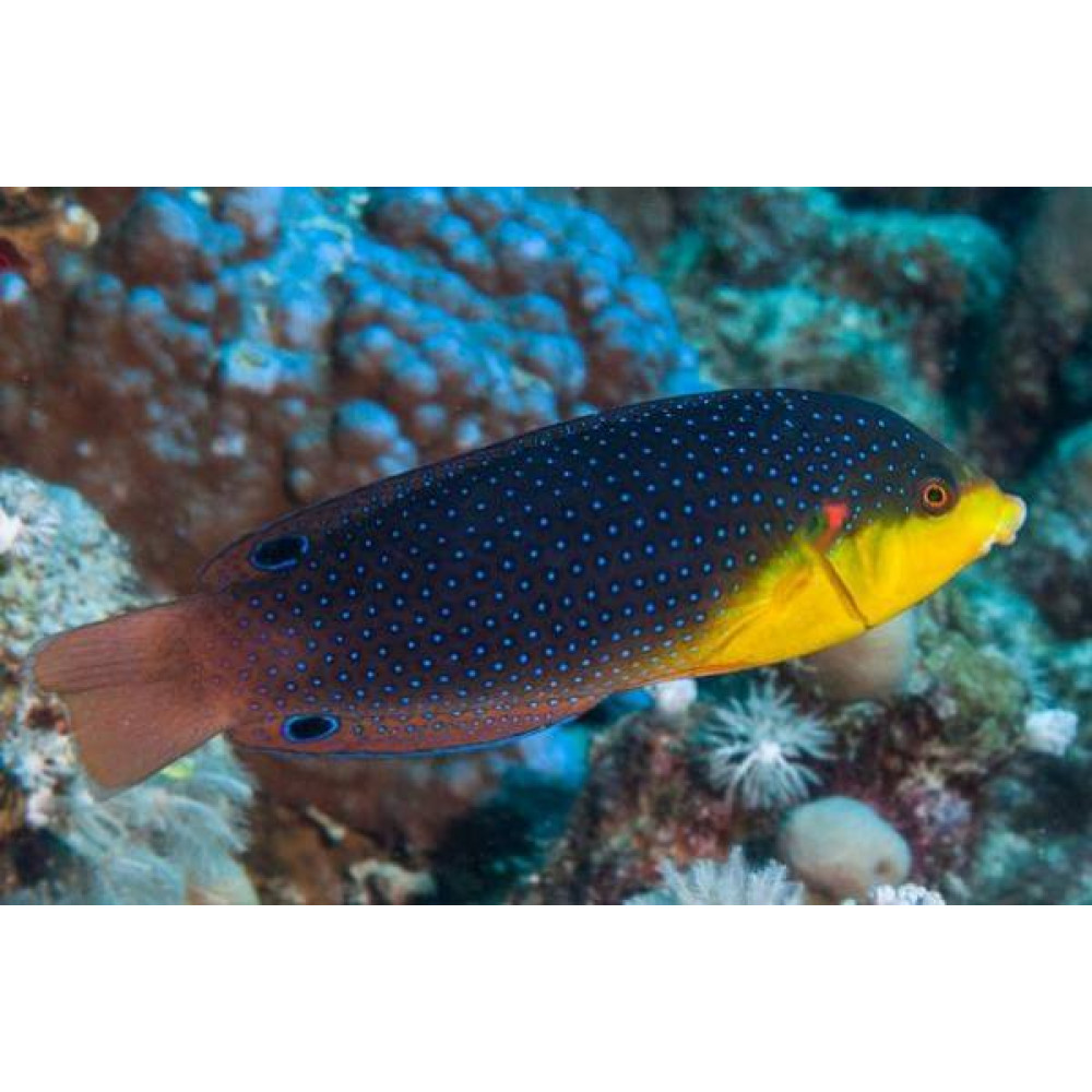 Yellowchest Twist Wrasse (Anampses Twistii) 