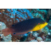 Yellowchest Twist Wrasse (Anampses Twistii)
