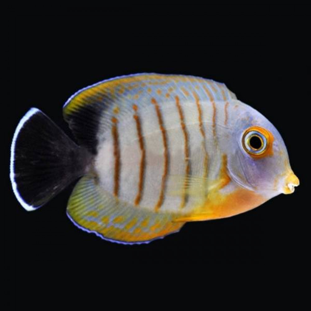 Mimic Surgeonfish Tang (Acanthurus Tristis)