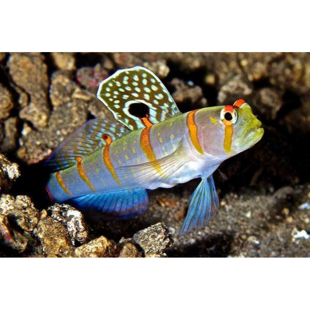Randall's prawn goby (Amblyeleotris Randalli)