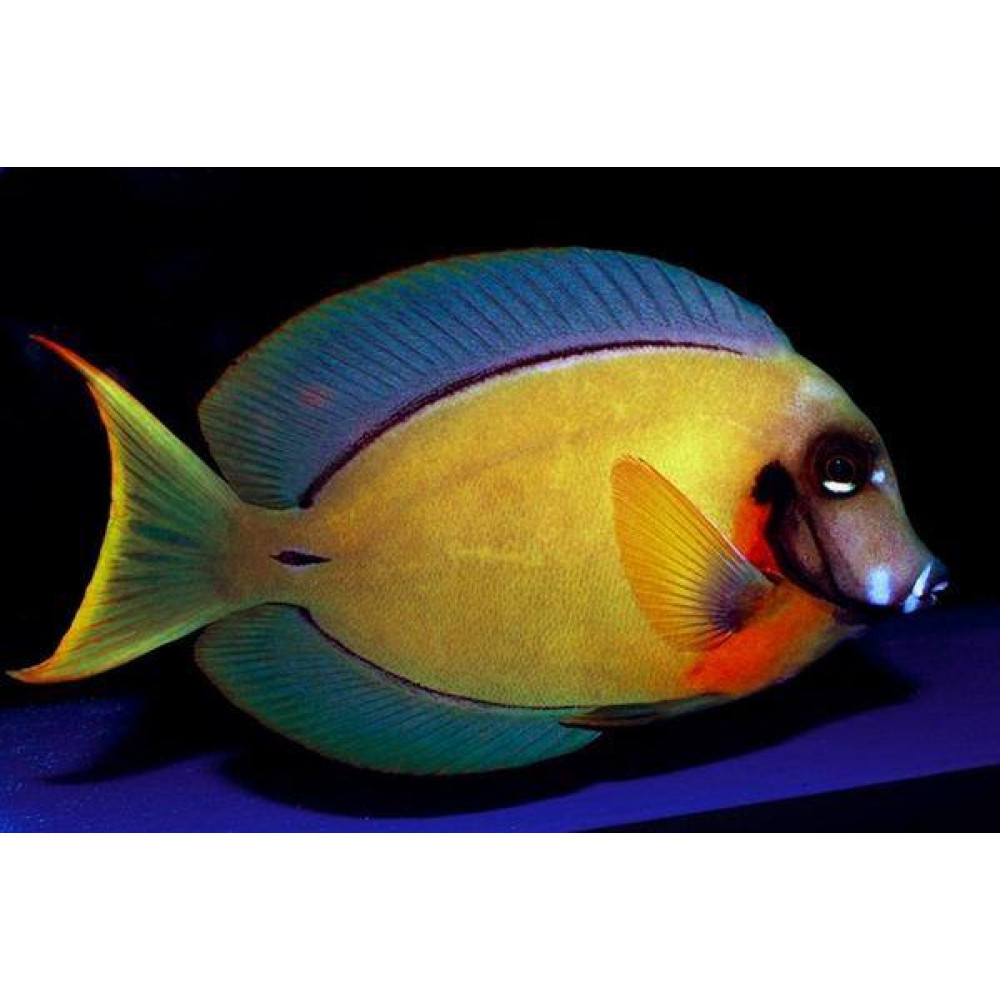 Chocolate Tang (Acanthurus Pyroferus)