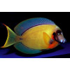 Chocolate Tang (Acanthurus Pyroferus)
