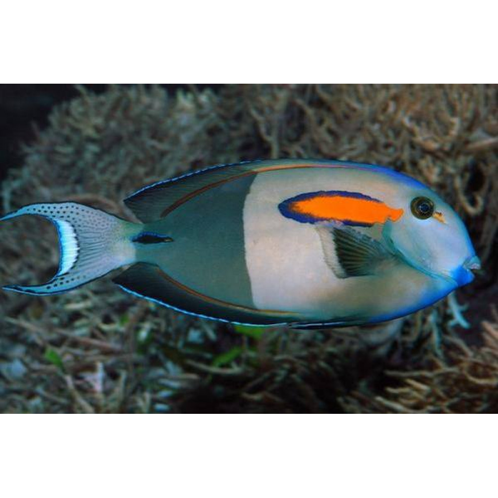 Orangeshoulder Tang (Acanthurus Olivaceus) 