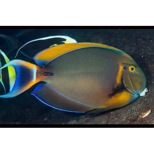 Black Spot Tang (Acanthurus Bariene)