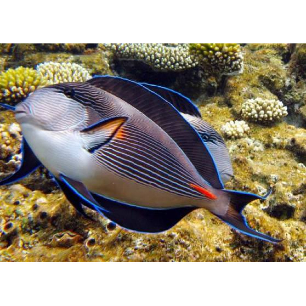 Sohal Tang (Acanthurus Sohal) 