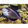 Sohal Tang (Acanthurus Sohal)
