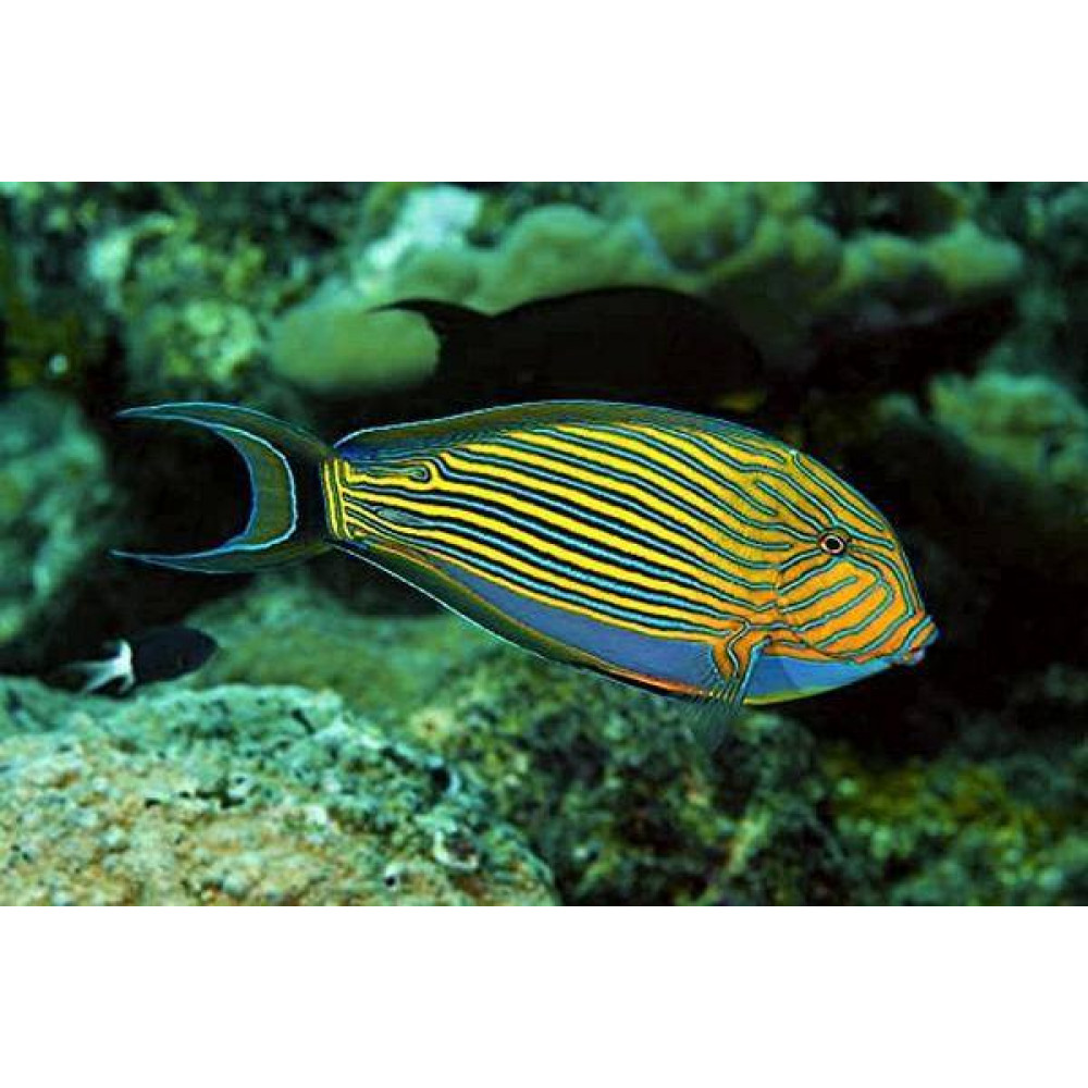 Clown Tang (Acanthurus Lineatus) 