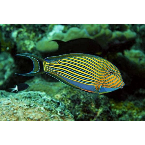 Clown Tang (Acanthurus Lineatus)