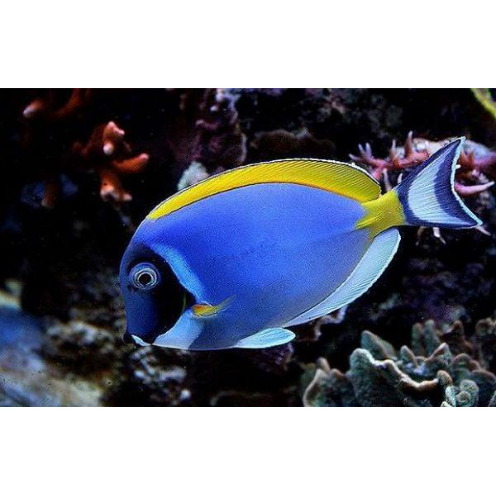 Powder Blue Tang (Acanthurus Leucosternon)